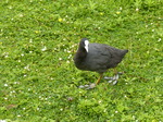 FZ029645 Coot (Fulica atra).jpg